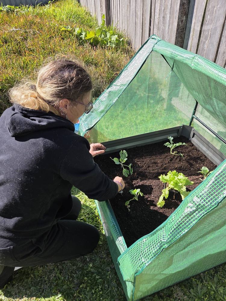 Planting lettuce and seedlings in a covered garden bed
