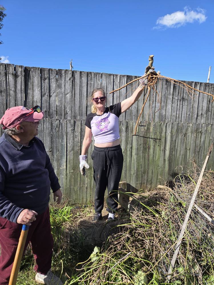 Pulling out an old root while clearing a backyard garden