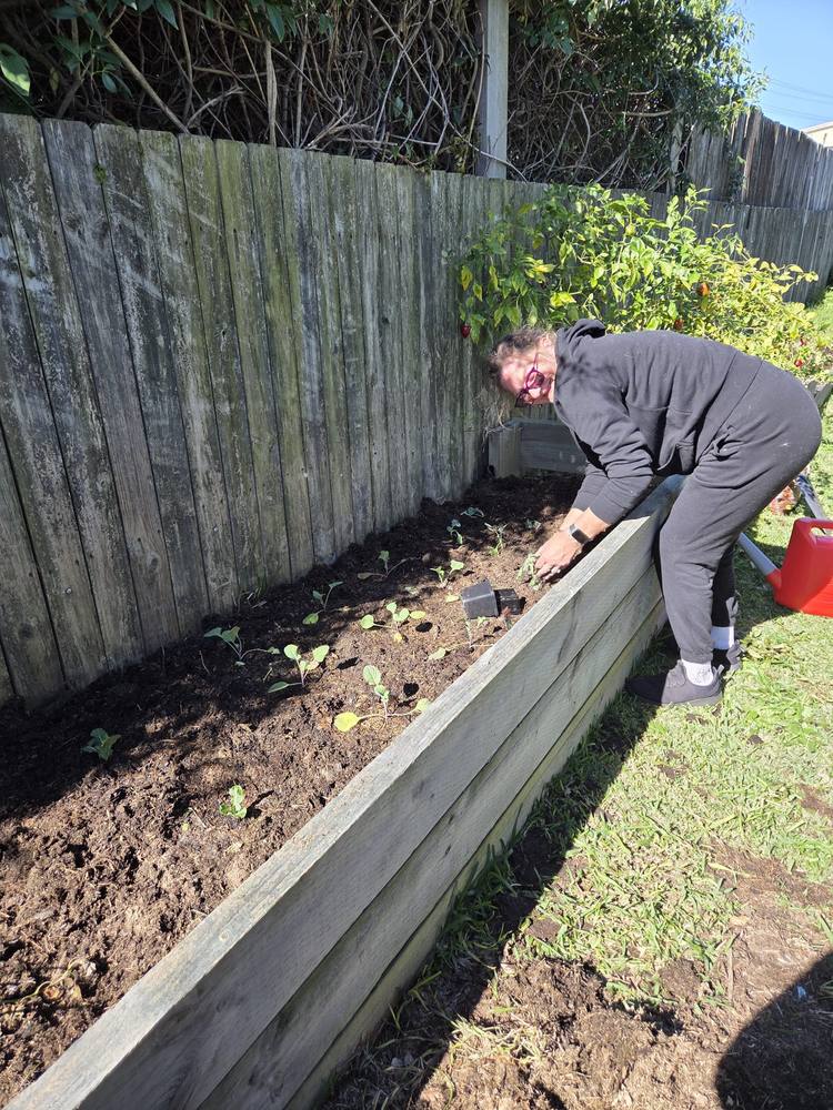 Planting seedlings in a raised garden bed